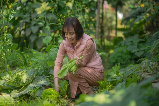 How to start vegetable garden